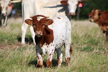 2019 Charity Bull