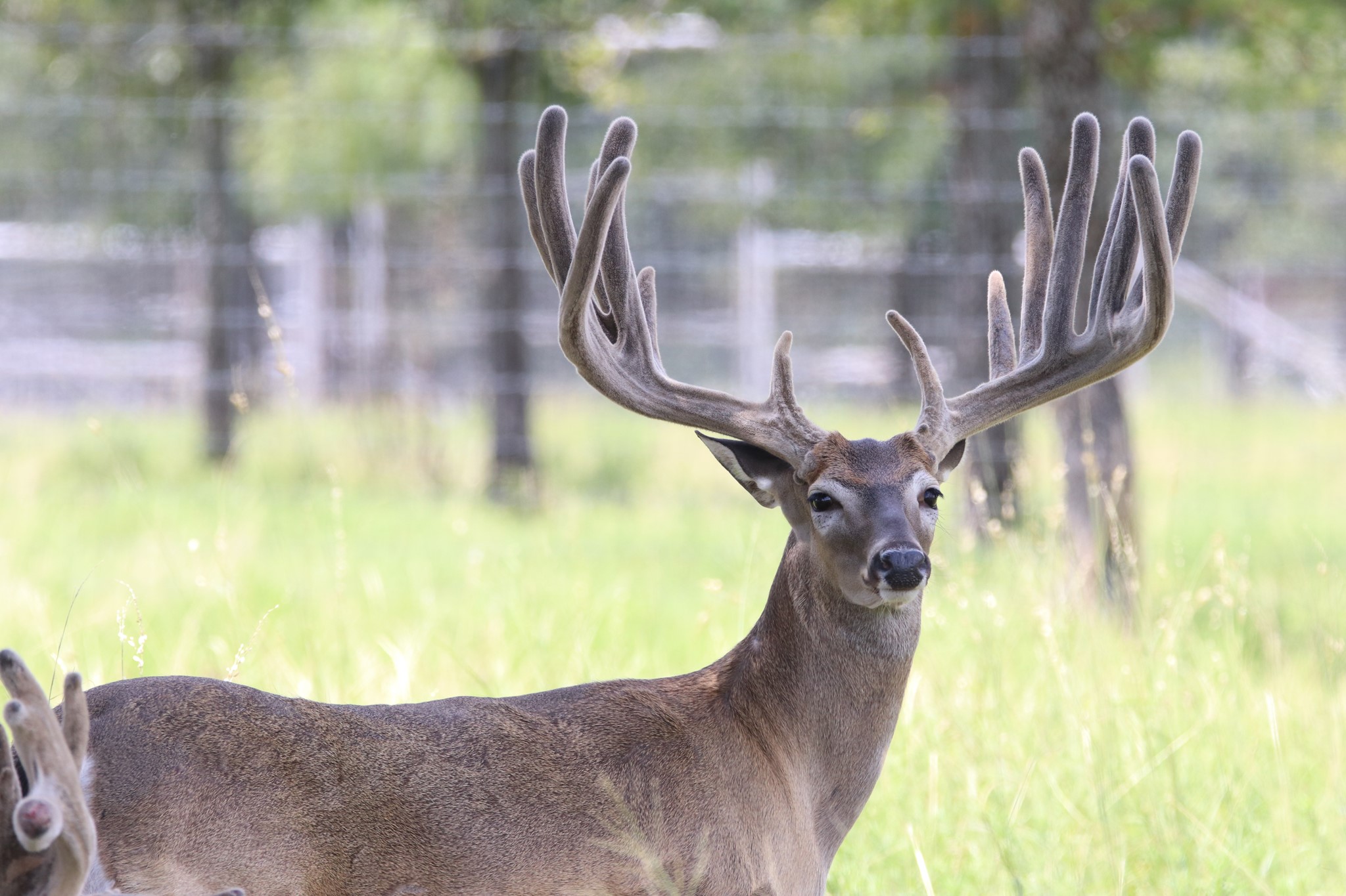 Breeder Buck