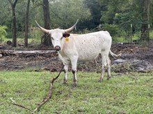 Super Ferd