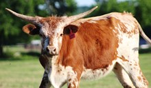2019 Cover Girl Heifer