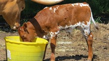 BULL CALF 9/3