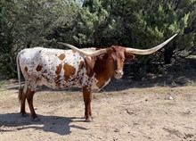 JPJ Cajun Jewel