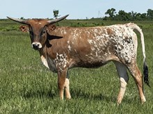 RO Spotted Jewel