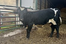 WRL Tex