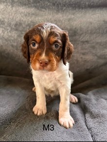 Chester