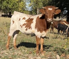 A&S Carmine