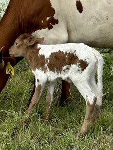 Heifer
