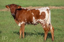 BC Wiregrass Larimar