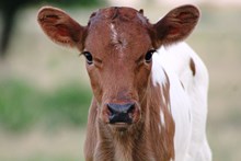 2017 Felicity Heifer