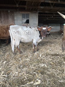 Lovin Treasure xHH Pandemic Heifer