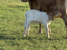 EJS 50 x Carmel Heifer Calf