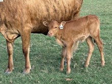 Contender x Reba Heifer Calf