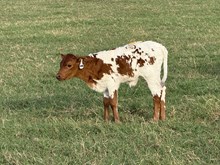 Jak BCR 310 x Ember Heifer Calf