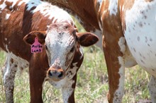 2018 Melba Lamb Bull