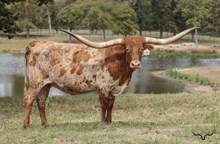 SLL SAVANNA