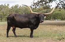 BL RIO TARI 793