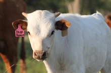 2018  Sage Remembrance Bull
