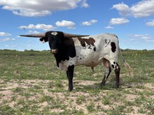 523 Bull