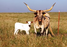 2017 Rose Roundup Bull
