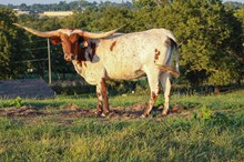 C6 Jolene