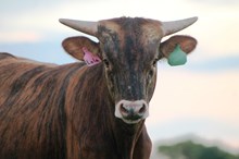 2017 Sassy Lola Bull