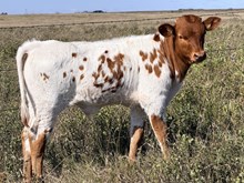 L2H Orchid’s Renegade 