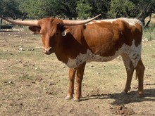 IM Grand Country
