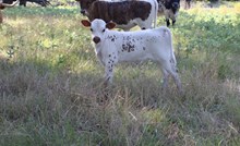 POR Texas On The Rocks X Enuff Ghost Dust BCB