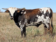 L2H Kootenay Brown
