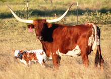 2017 Respect Uptown Girl Heifer