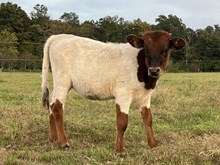 Cut n Theme heifer #2