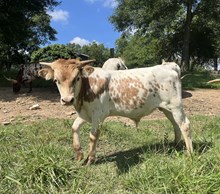 Dunn Scarface x PL Jail Break bull calf