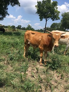 Texas Slick