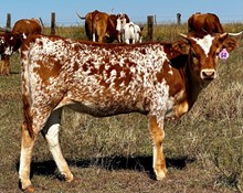 Fey's Smoky Deela X Gibraltar