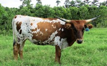 ML COWGIRL LADI