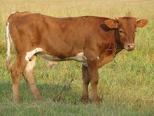 Bullcalf 9/2