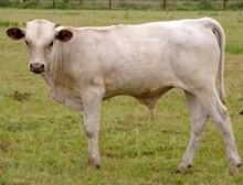 Bullcalf 10/2