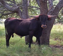 ALLENS 388 AND RIO RAMBOS BULLCALF