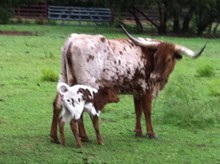 Bull Calf 5