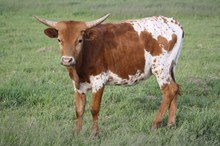 RNL TWO COMMON FANCY