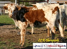 LLR Chesapeake