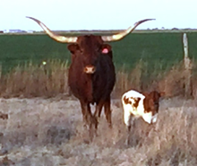 2016 Mandy Heifer