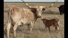 2016 Scarlett Bull Calf