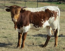 TLS Cowboy Chromed Love