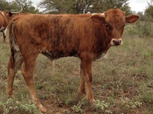 LVR Lucchese Blaze x Exclamations Jubilee