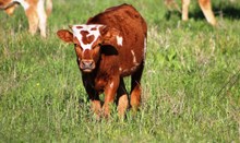 Noel Bull Calf