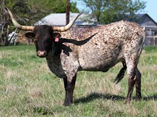 MISS TEXAS JJ