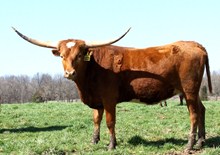 HLLV Chisholm's Charm