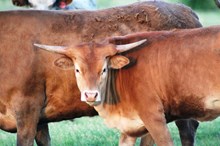 Two Bit 2015 Heifer