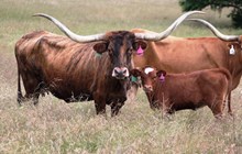 2016 Cappuccino Heifer